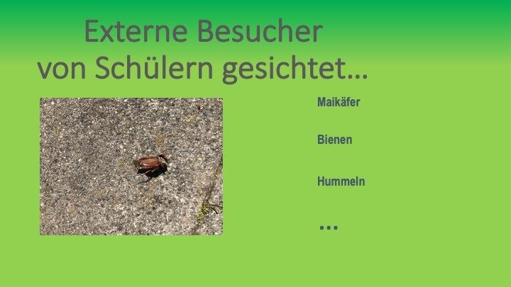 Nahaufnahme eines Maikäfers, der auf einem grauen Gehweg liegt. Hintergrund in grün mit Text über externe Besucher.
