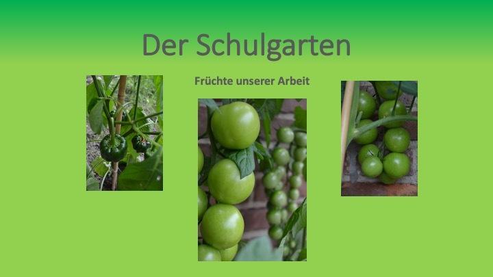 Drei Bilder von grünen Tomaten wachsen am Strauch im Schulgarten, mit beschreibendem Text über die Ernte.