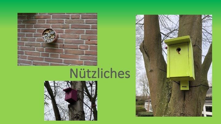Drei Vogelhäuschen: rundes mit Insekten auf Ziegelwand, lila und grünes auf Bäumen, mit grünem Hintergrund.