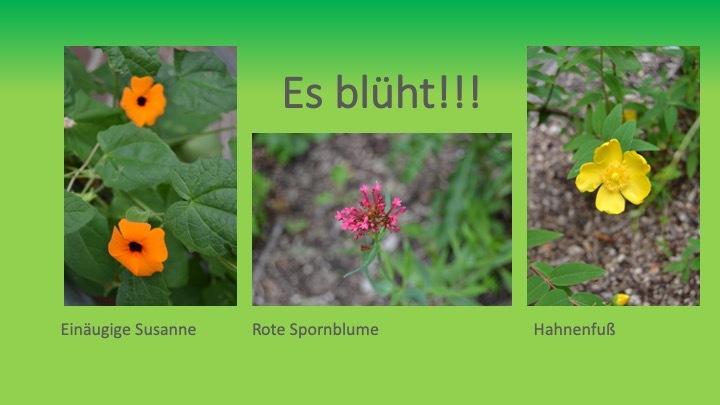 Drei Blumenbilder: orange Einäugige Susanne, pinke Rote Spornblume und gelber Hahnenfuß auf grünem Hintergrund.