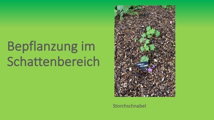 Bepflanzung im Schattenbereich mit einem kleinen Storchschnabel-Pflänzchen auf brauner Rinde.