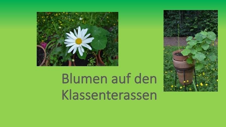 Zwei Blumentöpfe mit einer weißen Blume und einer blattreichen Pflanze auf einer grünen Hintergründe.