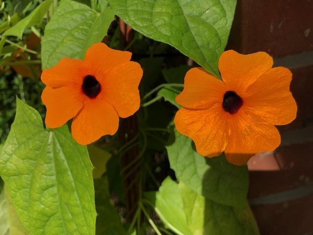 Zwei leuchtend orangefarbene Blüten mit schwarzem Inneren vor grünen Blättern an einer Wand.